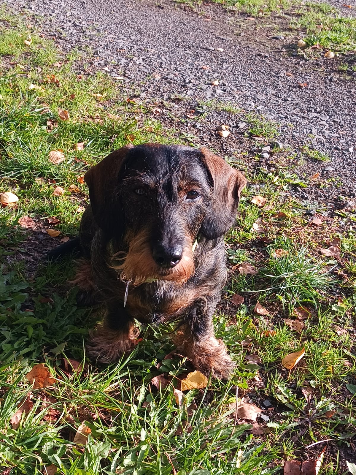 Anka