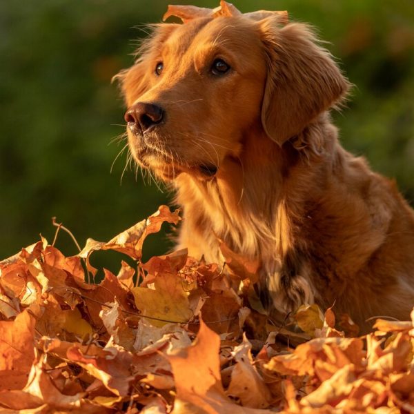nahaufnahme-eines-entzueckenden-golden-retrievers_181624-18640